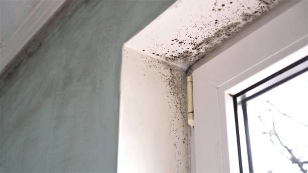 Best Asbestos and Lead Testing During Mold Inspection  in Clarksville, IA